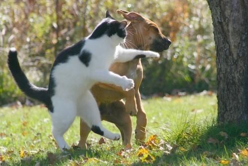 bagarre chat vs chien