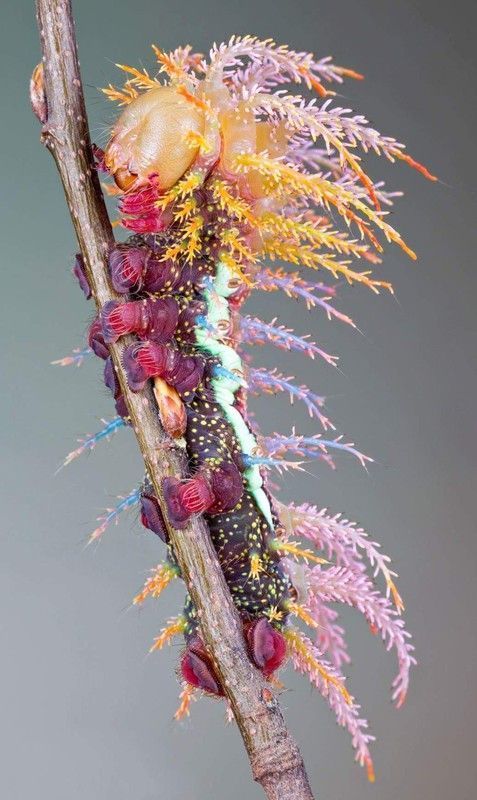 chenille royale !