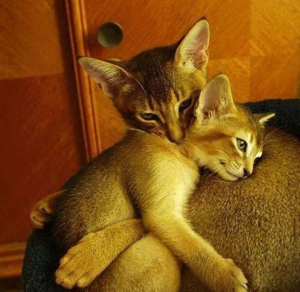 un joli Calin !