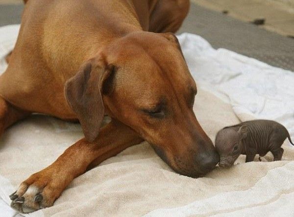 rencontre chaton chien