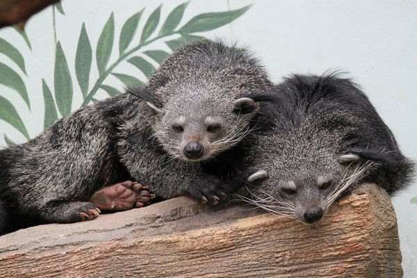 les Binturongs