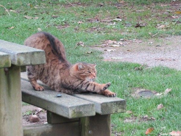 Chat fait un bien !