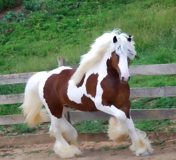 Photo de stock Irish Tinker - Le Cob tzigane, 2344870045