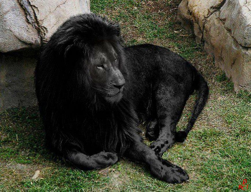 LE NOIR le noir: